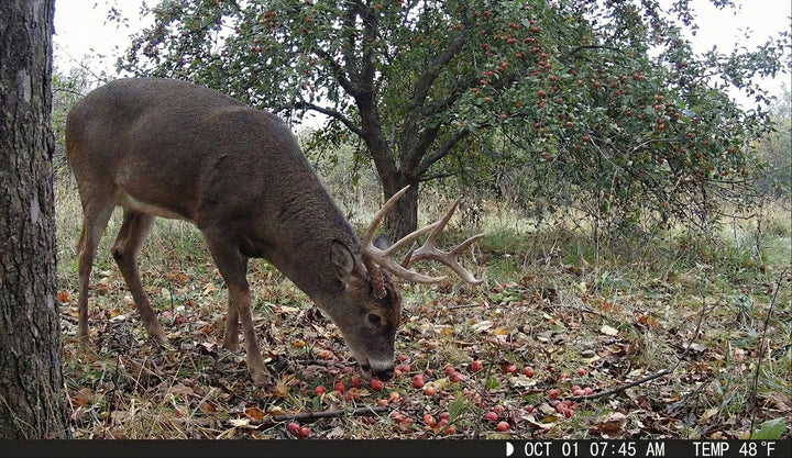 Main Attraction™ Crabapple