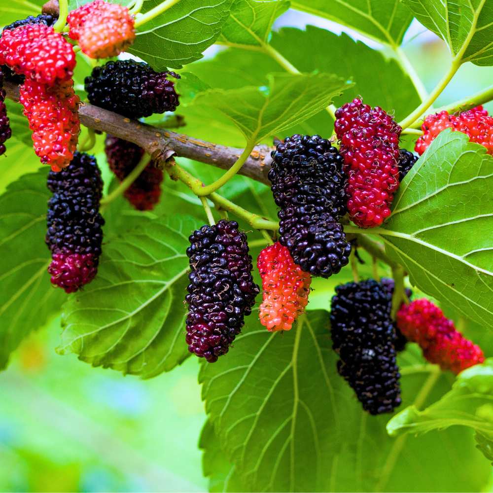 Red Mulberry