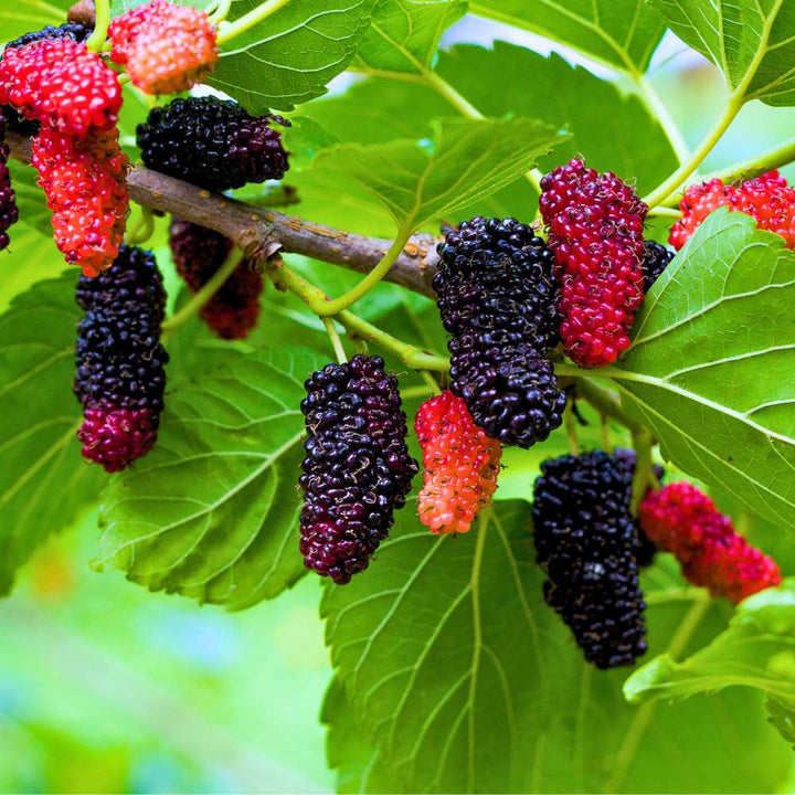 Red Mulberry
