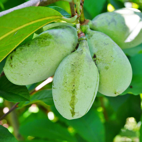 Paw Paw