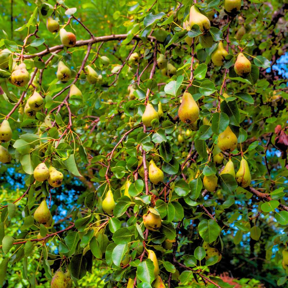 Whitetail Hill Deer Pear™