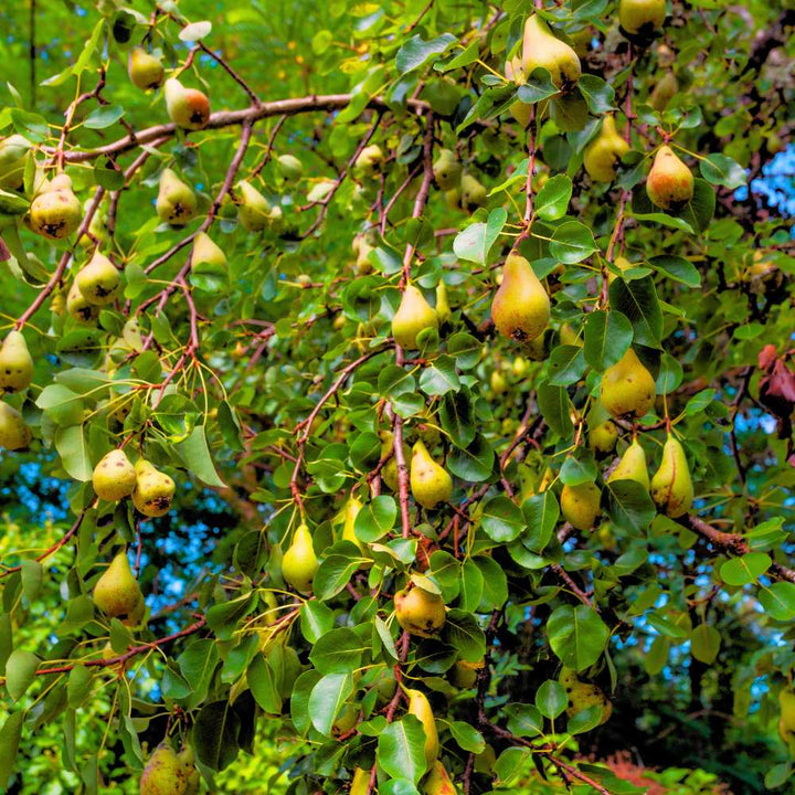 Whitetail Hill Deer Pear™
