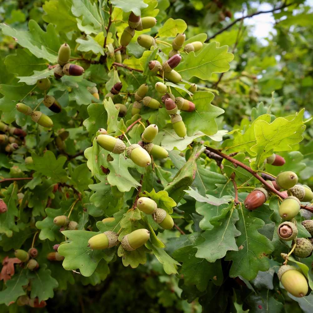 White Oak
