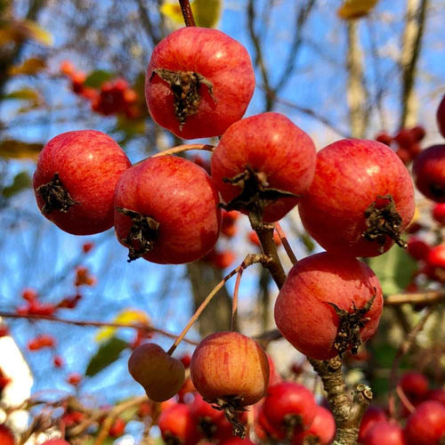 Wild Crabapple