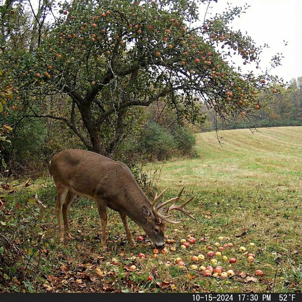 Non-Typical Apple™ – Whitetail Hill Chestnuts