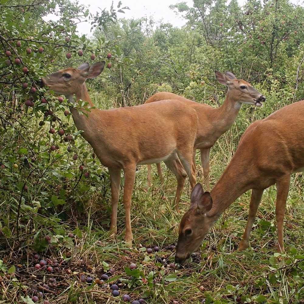 Deer Plum™