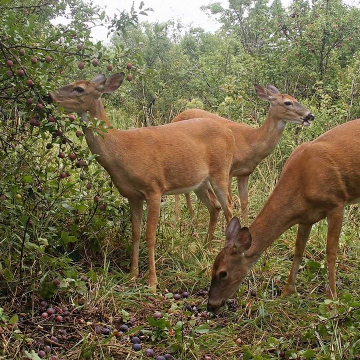 Deer Plum™