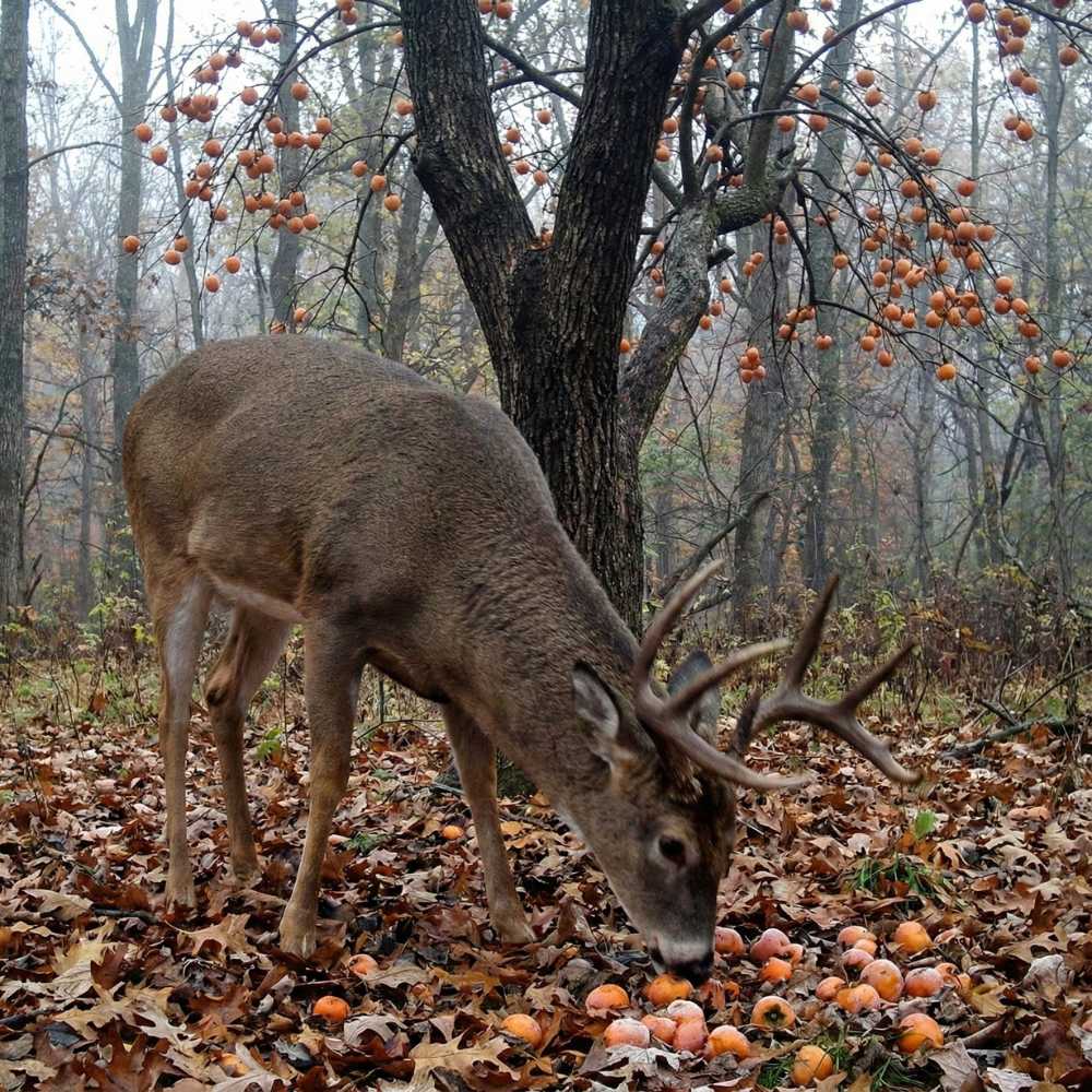 American Persimmon