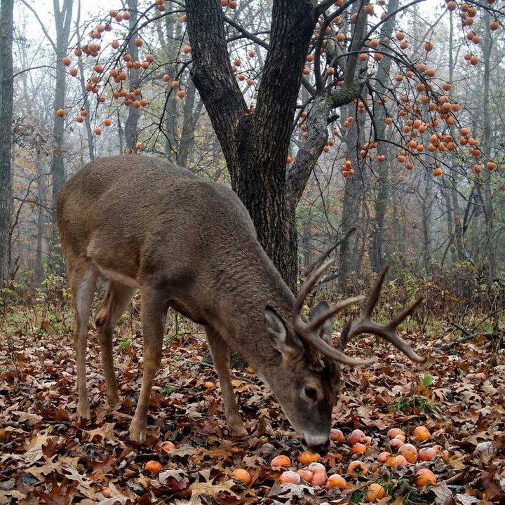 American Persimmon