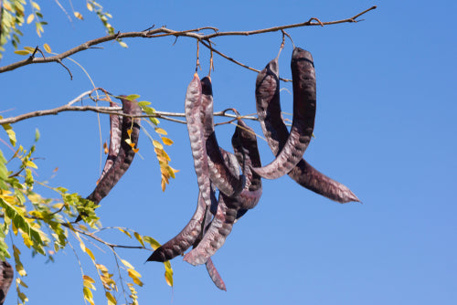 Honey Locust – Whitetail Hill Chestnuts