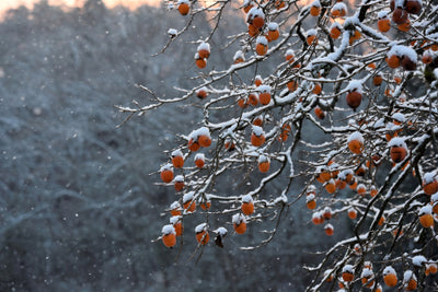 Late Drop American Persimmon