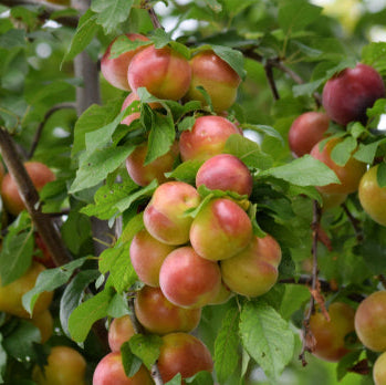 Main Attraction™ Crabapple