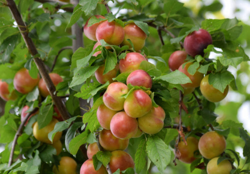 Main Attraction™ Crabapple