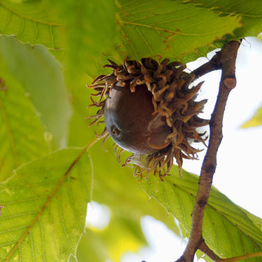 Sawtooth Oak