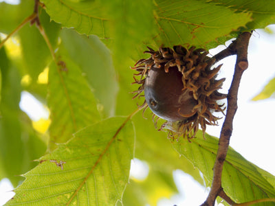 Sawtooth Oak