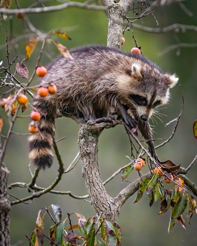 American Persimmon