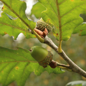 Chinkapin Oak