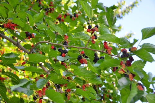 Red Mulberry