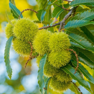 Hybrid Chestnut