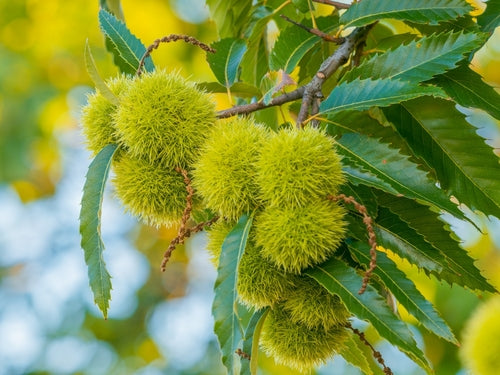 Aazon.co : Hybrid Chestnut Tree Seedling For Planting (1 Yr Seedling