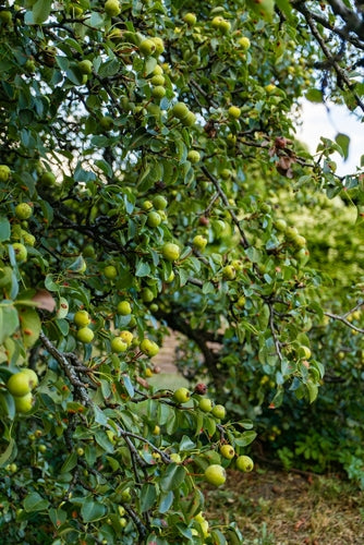 Whitetail Hill Deer Pear™