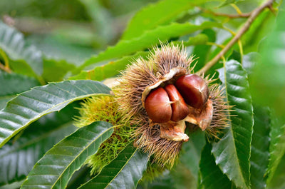 Hybrid Chestnut