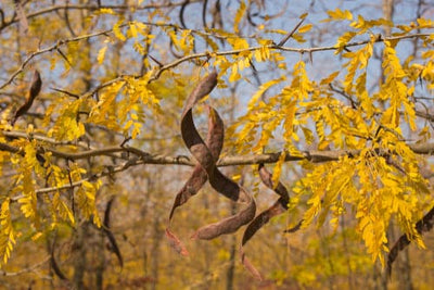 Honey Locust