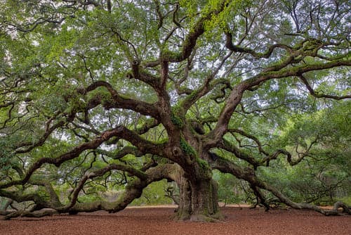 Live Oak – Whitetail Hill Chestnuts