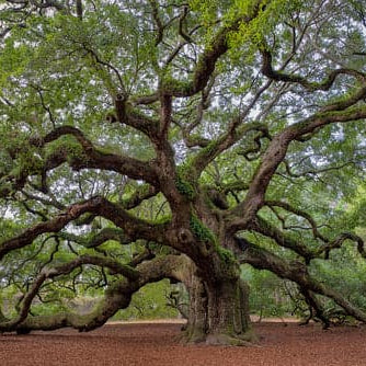 Live Oak
