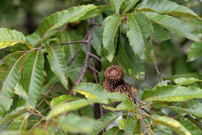 Gobbler Sawtooth Oak