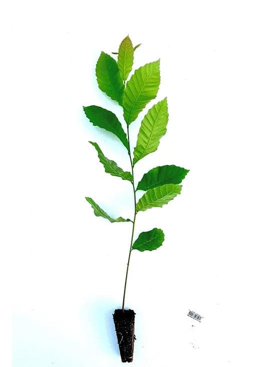 Hybrid Chestnut