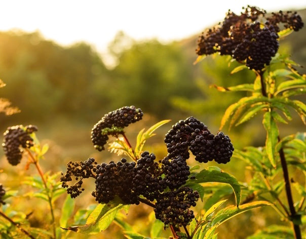 Black Elderberry