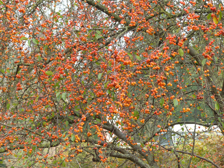 Wild Crabapple