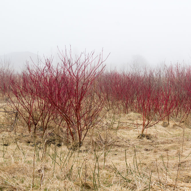 Red Osier Dogwood