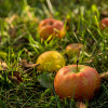 Non-Typical Apple™