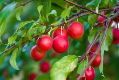 Deer Plum™ – Whitetail Hill Chestnuts